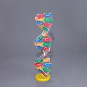 [교육과학] DNA이중나선입체모형만들기_10148
