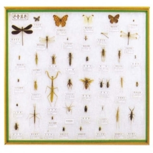 [교육과학] 곤충표본40종_54062