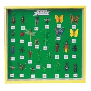 [교육과학] 곤충모형표본( 60*40*7cm)_54065
