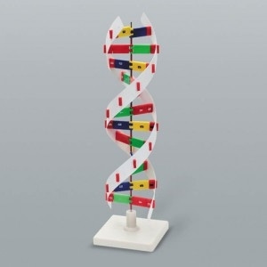 [교육과학] DNA모형D형