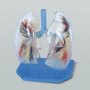 [교육과학] 폐와기관지