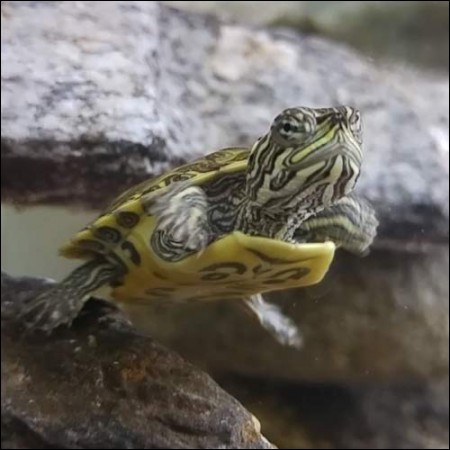 RD[자연생태학습] 거북이(1마리)