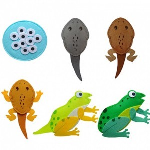 [청양토이] 교육교재 동물의 한살이-개구리