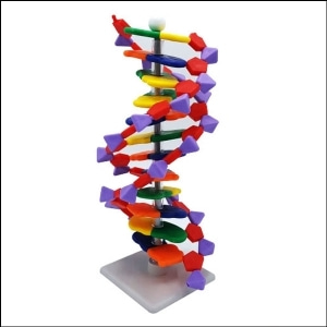 (STEAM) DNA 모형세트(분해조립식)-12염기쌍