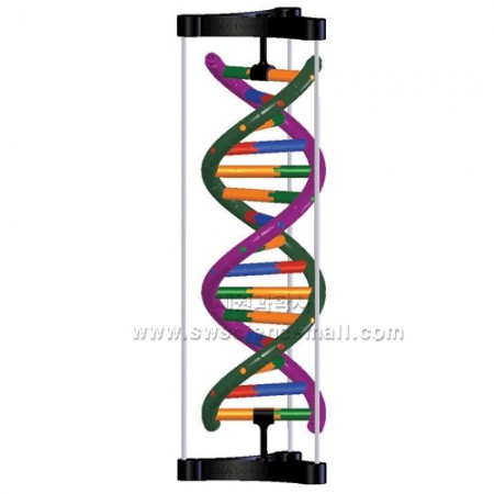 [STEAM과학] DNA 모형세트(분해조립식,젠)_10209