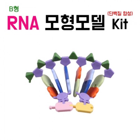 [STEAM과학] RNA모형모델키트(단백질 합성키트) B형_91555