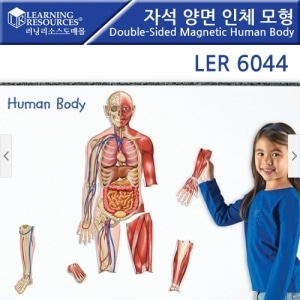 [러닝리소스] EDU 6044 자석 양면 인체 모형 Double-Sided Magnetic Human Body