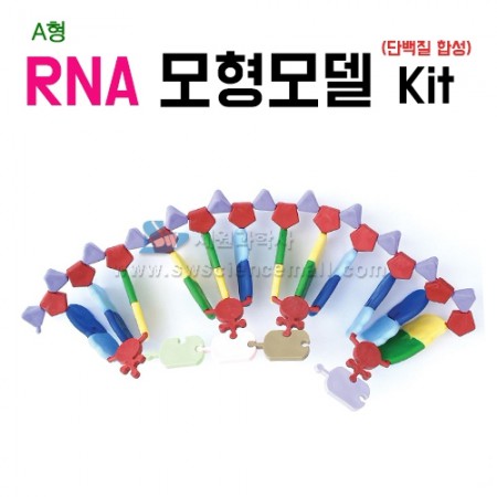 [STEAM과학] RNA모형모델키트(단백질 합성키트) A형_91388