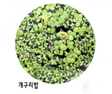 [식물] 리틀펫 큰잎개구리밥