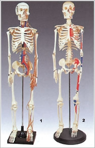 [교육과학] 인체골격모형(키80)