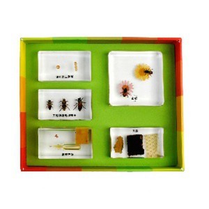 키움하우스 생태성장모형-꿀벌