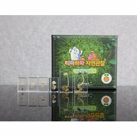 [티파하파 자연관찰] 한살이 생태모형(교육카드 포함)
