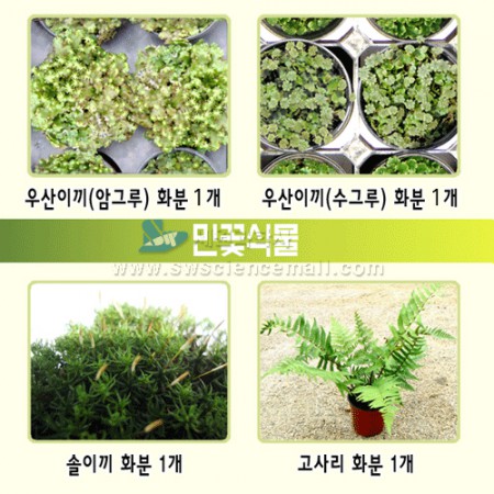 민꽃식물(우산이기,솔이끼,고사리)