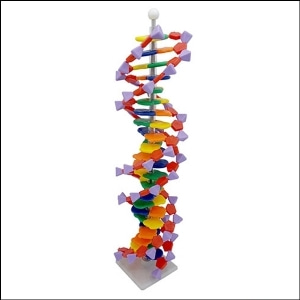 (STEAM) DNA 모형세트(분해조립식)-22염기쌍