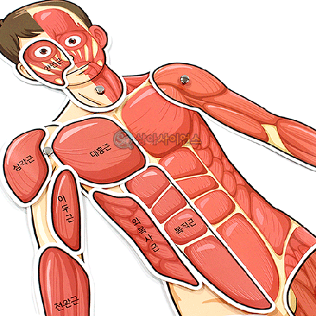 인체의 신비 인체 근육 모형(완성시 약70cm)(1인용 포장)
