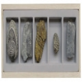 [교육과학] 삼엽충화석표본_04858