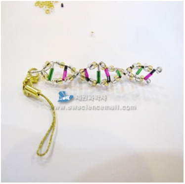 (STEAM과학) 비즈 DNA 모형 만들기 (10명 1SET)