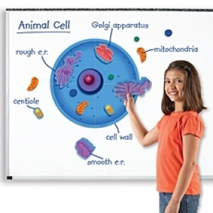 [러닝리소스] EDU 6039 동물세포자석자료세트 Magnetic Animal Cells