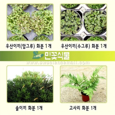 [교과서실험] 민꽃식물(우산이끼,솔이끼,고사리)_80277