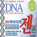 [교육과학] DNA이중나선구조입체모형(젠)_10209