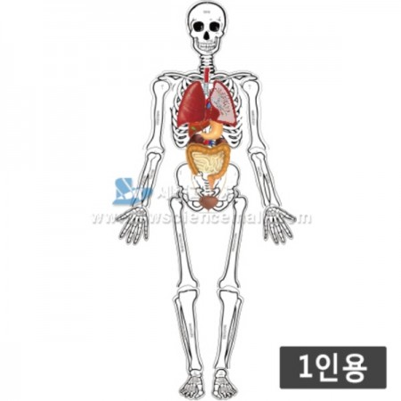(1인용)인체골격내부모형만들기(75cm,운동,감각기관포함)_66913