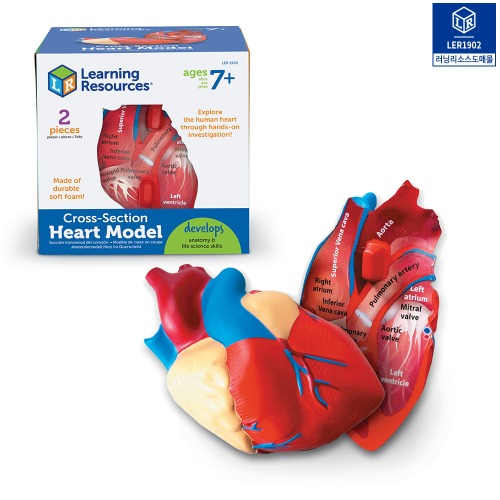 (러닝리소스) LER 1902 인체 심장 단면 모형 (Foam Cross-section Human Heart Model)